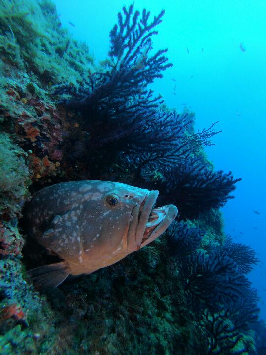 Quelle assurance pour la chasse sous-marine ?