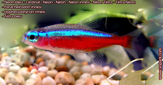Neon-bleu-Paracheirodon-innesi-Neon-tetra-xopark00.jpg