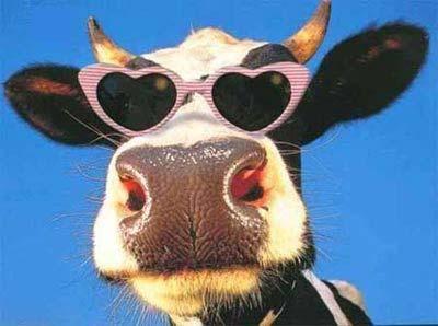 vache-lunettes.jpg